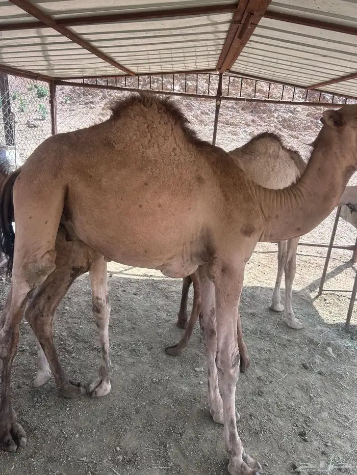 2 قعدان وبكره 0