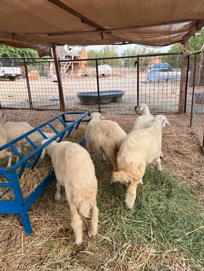 طليان وتيوس 3