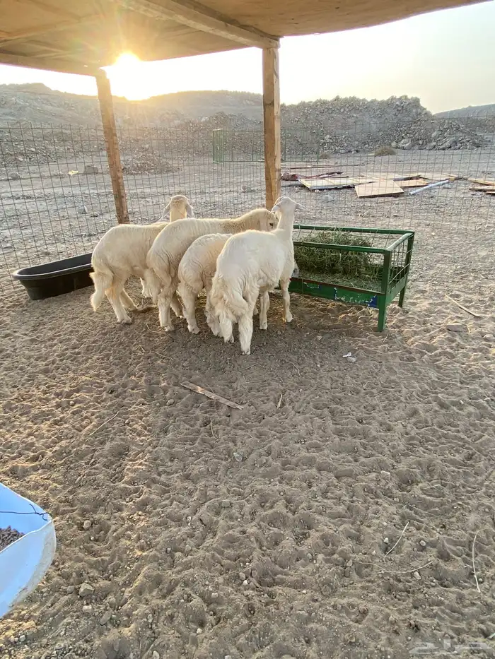 طليان ذبايح جدة 4