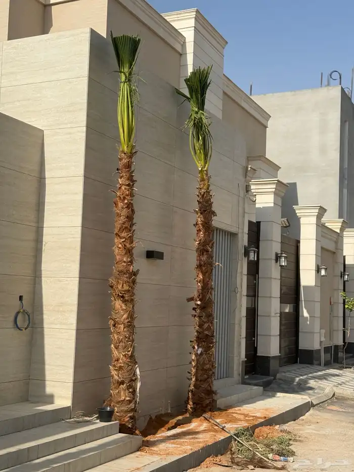 نخيل عربي و واشنطونيا 3