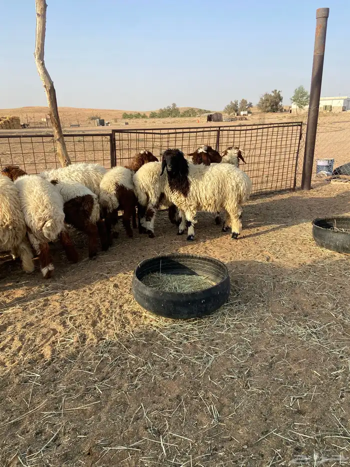 طليان نعيم 10