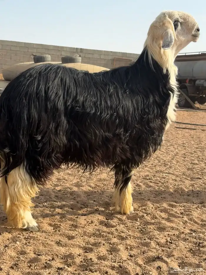 فحل نجدي تو اثنئ للبيع 10