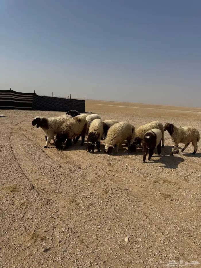 ذبايح فاخره 0