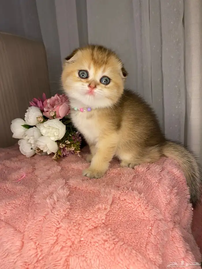 قطط إناث وذكور للبيع مسجلين الأباء 1