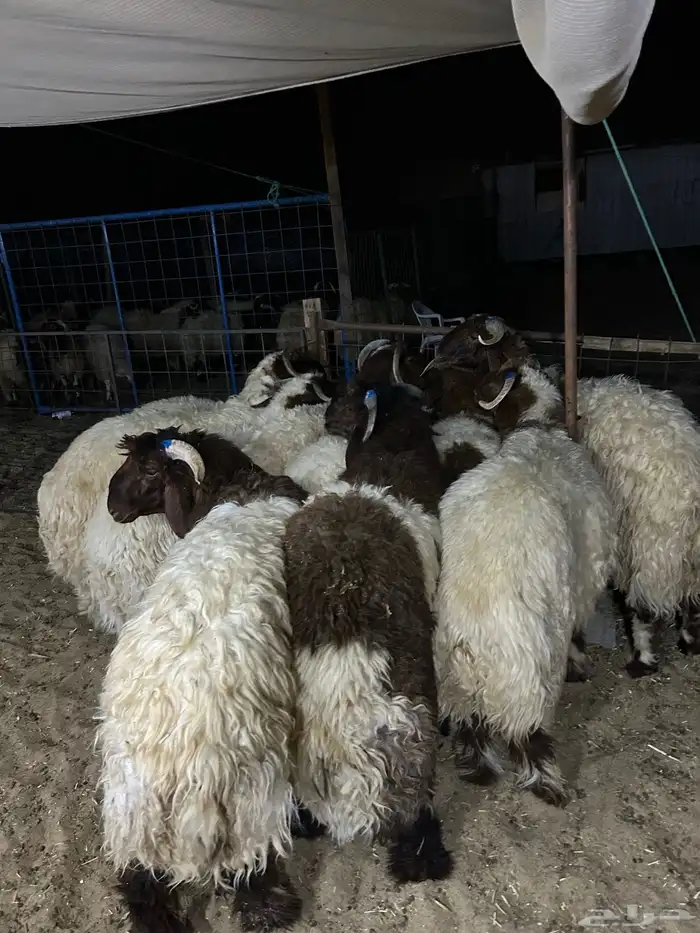 نعيم فاخر كفو مفاطيح ناهيه وهرافي وحريات ثلاجه 4