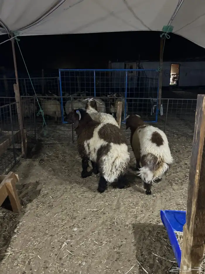 نعيم فاخر كفو مفاطيح ناهيه وهرافي وحريات ثلاجه 5