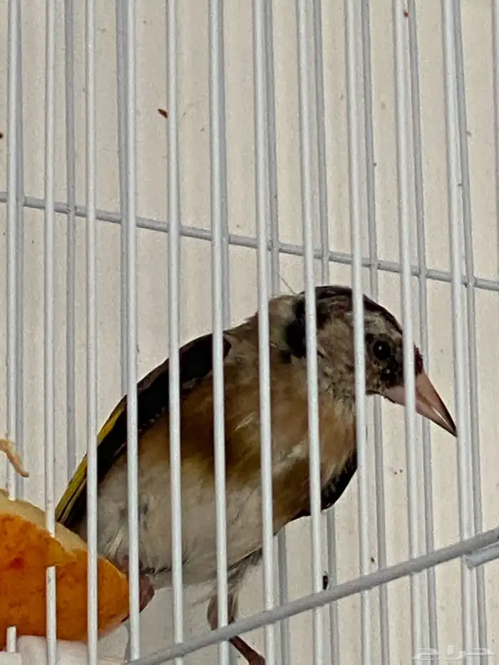 حسون فروخ تم البيع 2