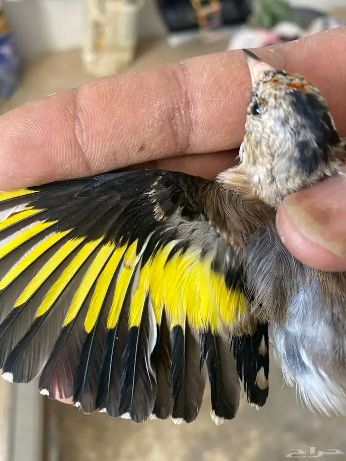 حسون فروخ تم البيع 5