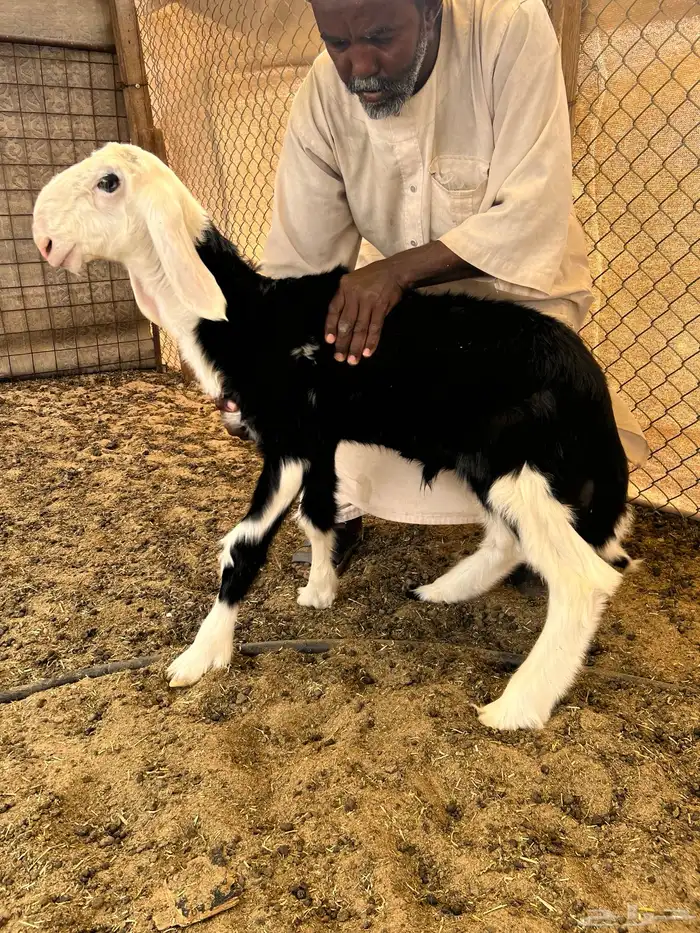 فحل صنف منتج نوادر 9