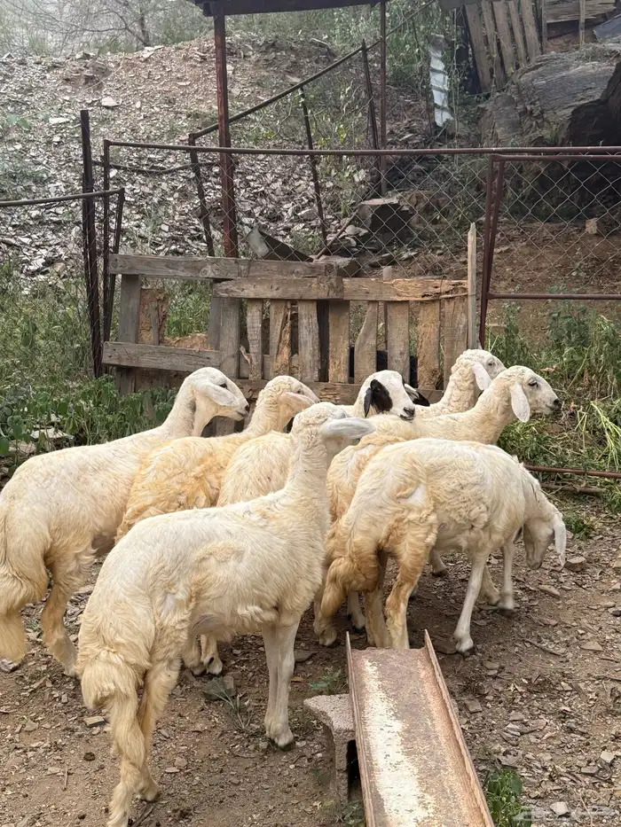 رخال طيبه جدا للبيع تاسيس مراح 0