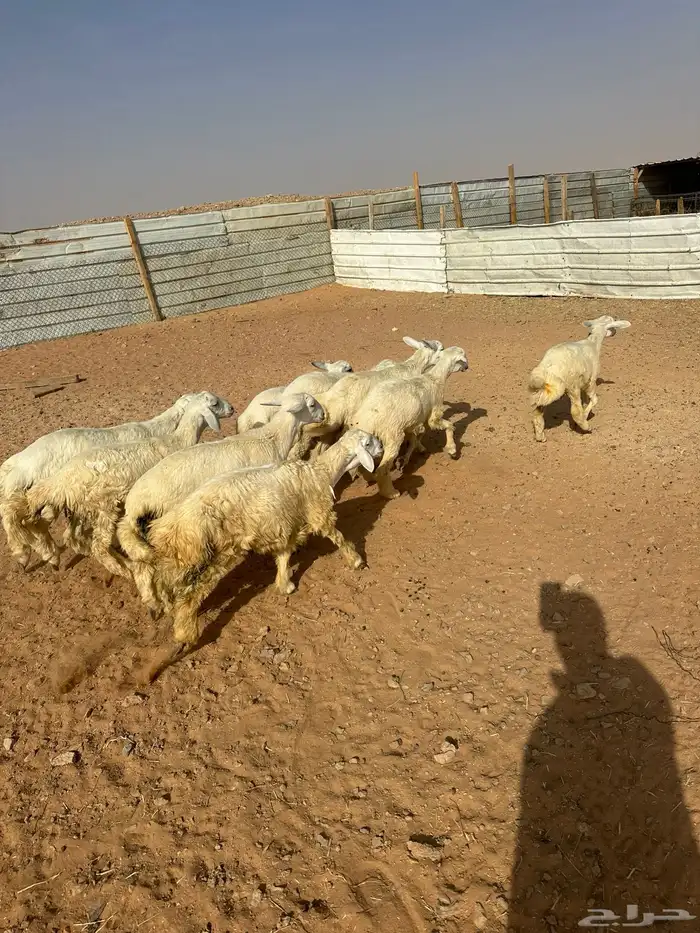 هرافى حري العدد 6(. 5خرفان  . 1رخل) 9