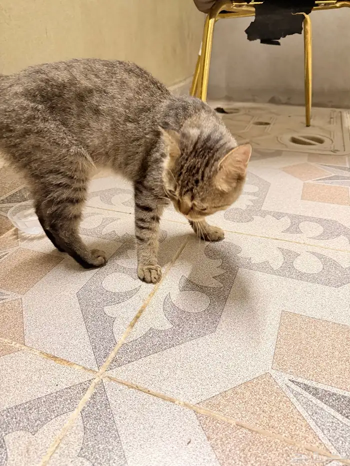 بسه بيت ضايعه بالحمدانيه 0