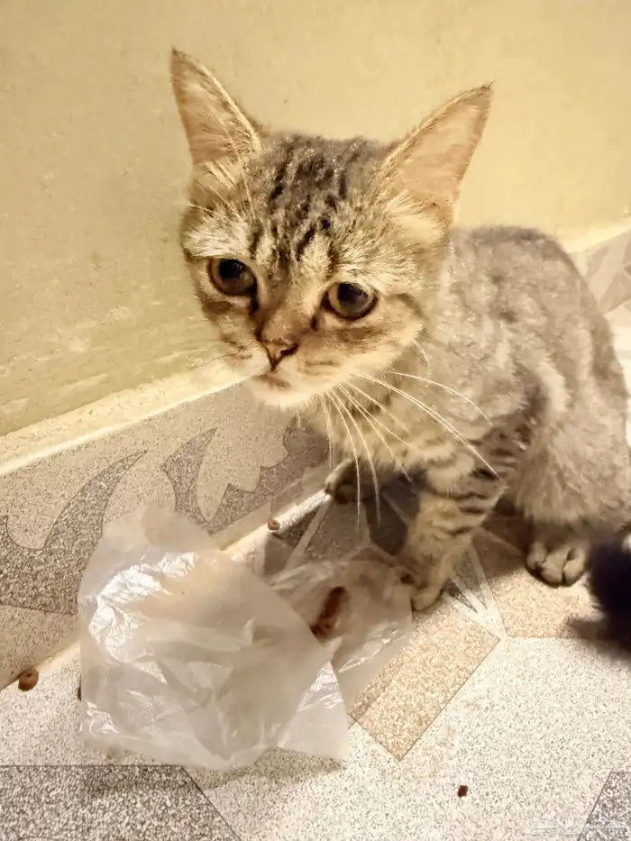 بسه بيت ضايعه بالحمدانيه 4