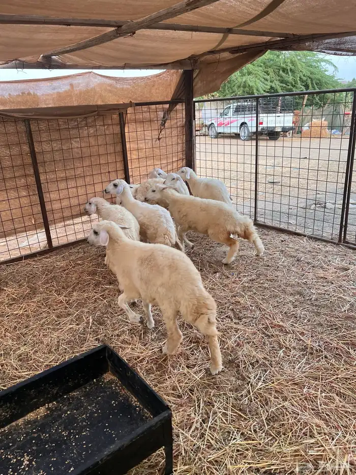 طليان وتيوس 2