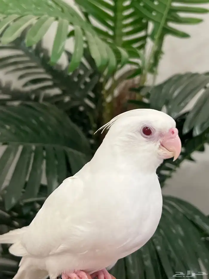 كروان اللبينو عيون حمرا الليف نهاية غر ( على للسوم ) 1