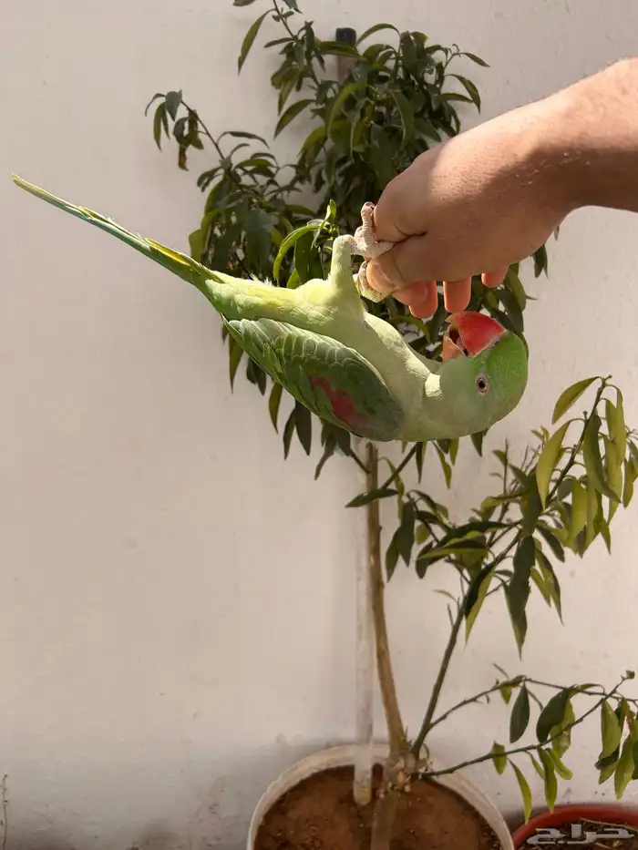 ذكر دره نيبالي اليف و متكلم 5