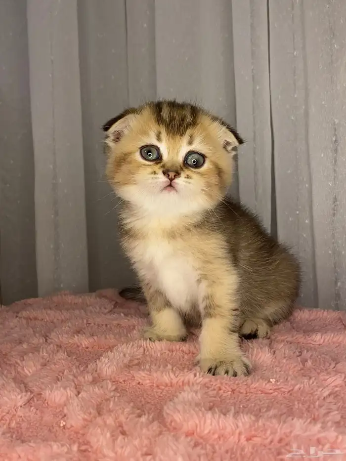 قطط إناث وذكور للبيع مسجلين الأباء 3