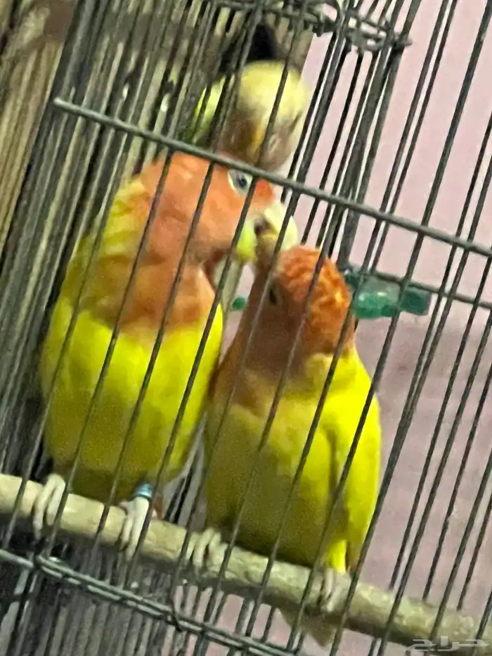 روز زوج منتج 1