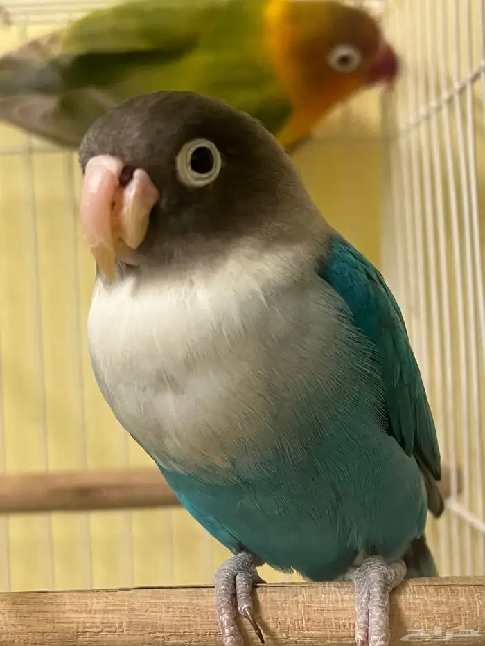 parrots for sale 3