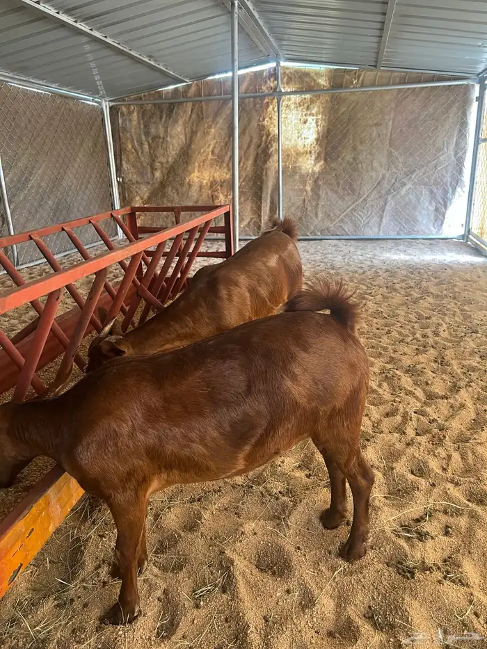 عنقان تأسيس مراح 6
