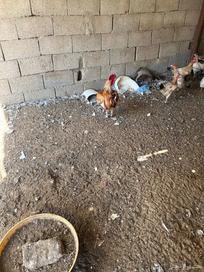 القصيم بريدة حي ضراس 2