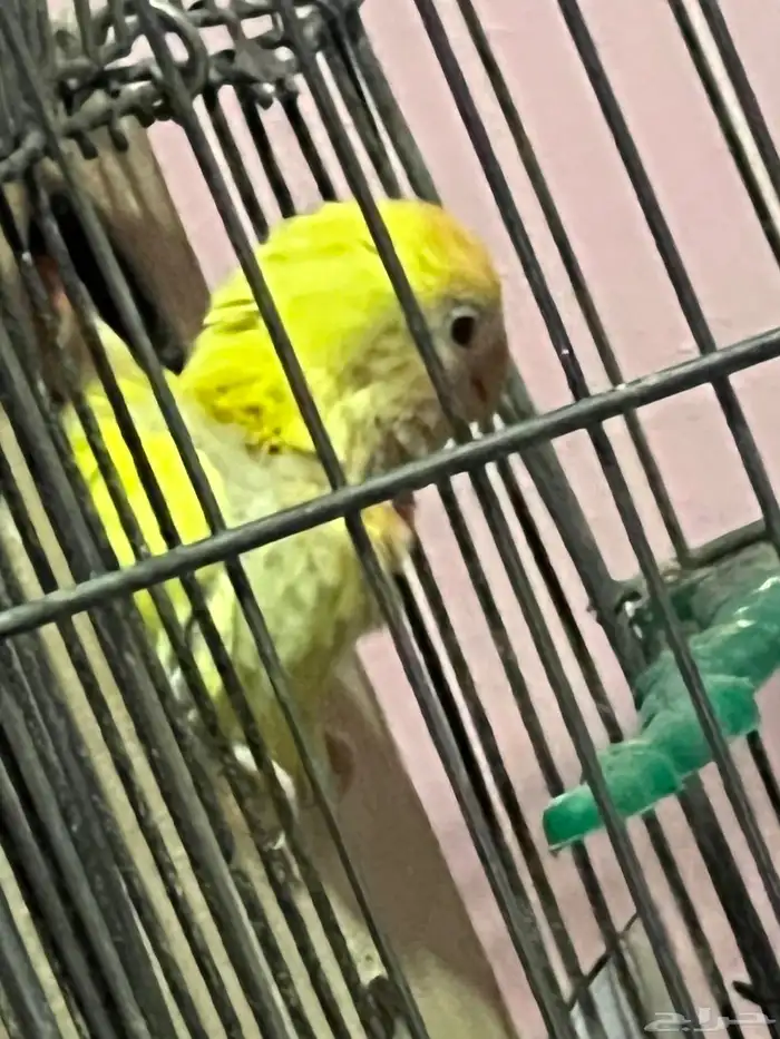 روز زوج منتج 5