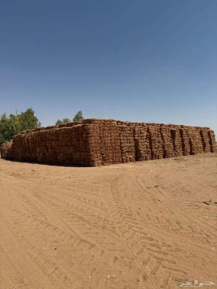 ذره جيزانية 0