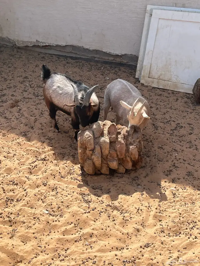 ماعز قزمي للبيع 4