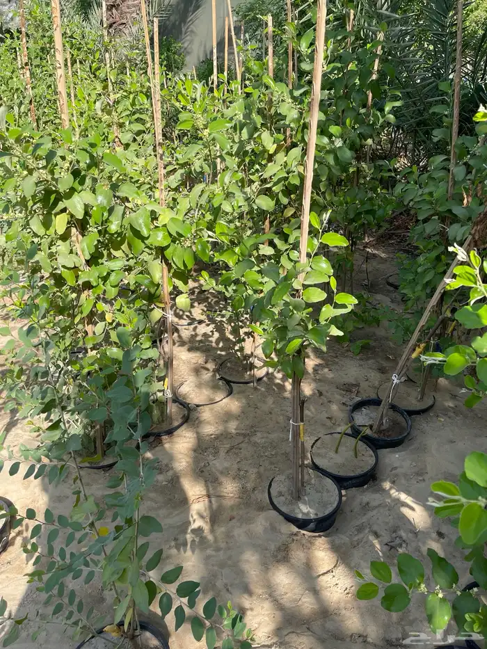 شتلات اشجار مثمرة Fruit Trees 2