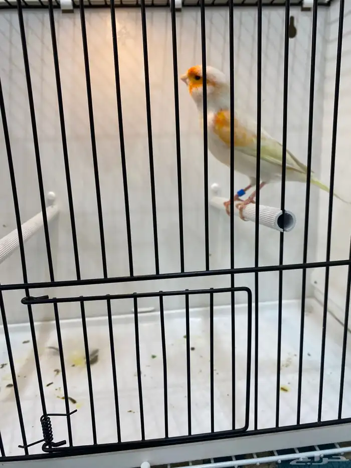 ذكر مايزيك تغريد نار 2