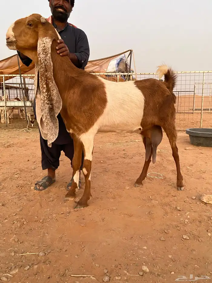 للبيع العنز الكفوو 0