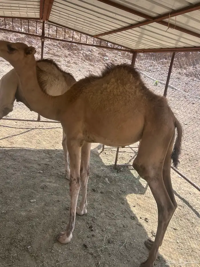 2 قعدان وبكره 1