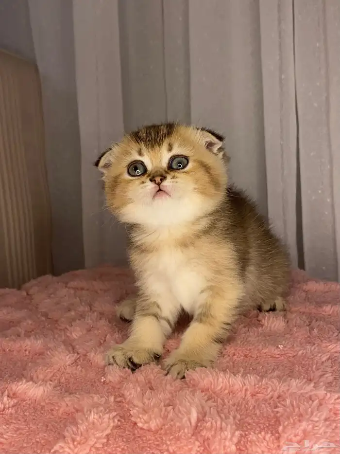 قطط إناث وذكور للبيع مسجلين الأباء 4