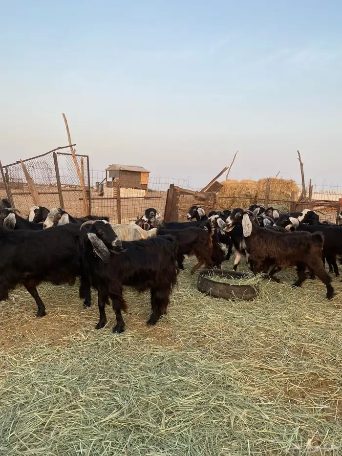للبيع معزا عوارض صنف الصنف بالفحل دفيع ومضاريع 3
