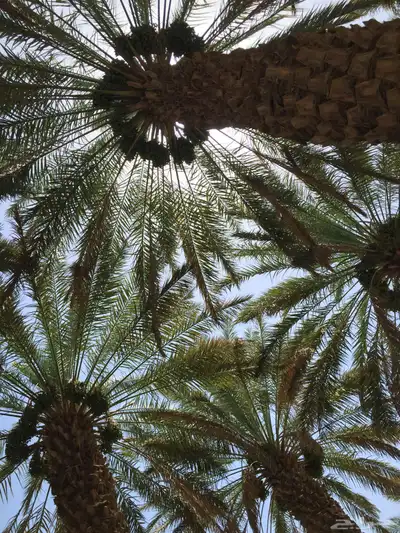مزرعة وبيت للايجار بالنقيع 0