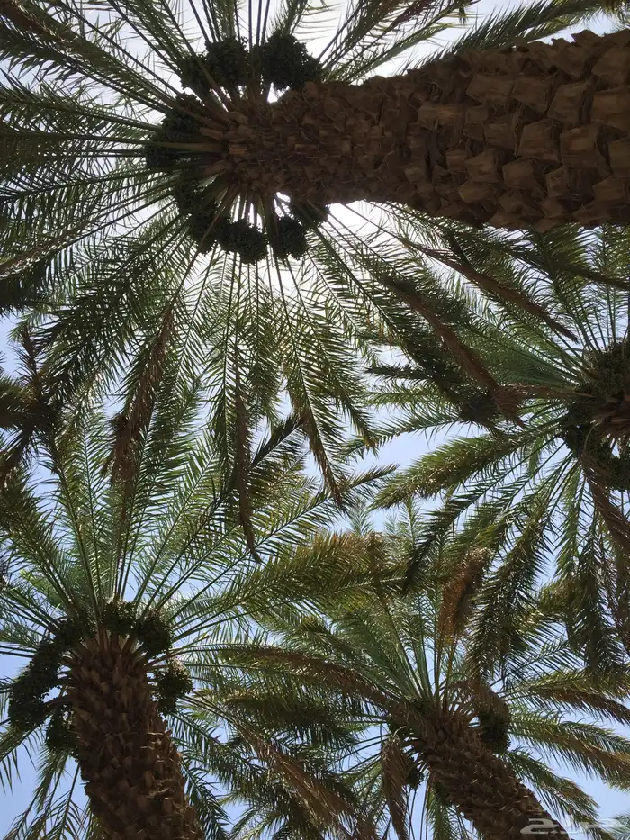 مزرعة وبيت للايجار بالنقيع 0