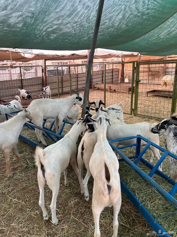 طليان وتيوس 12