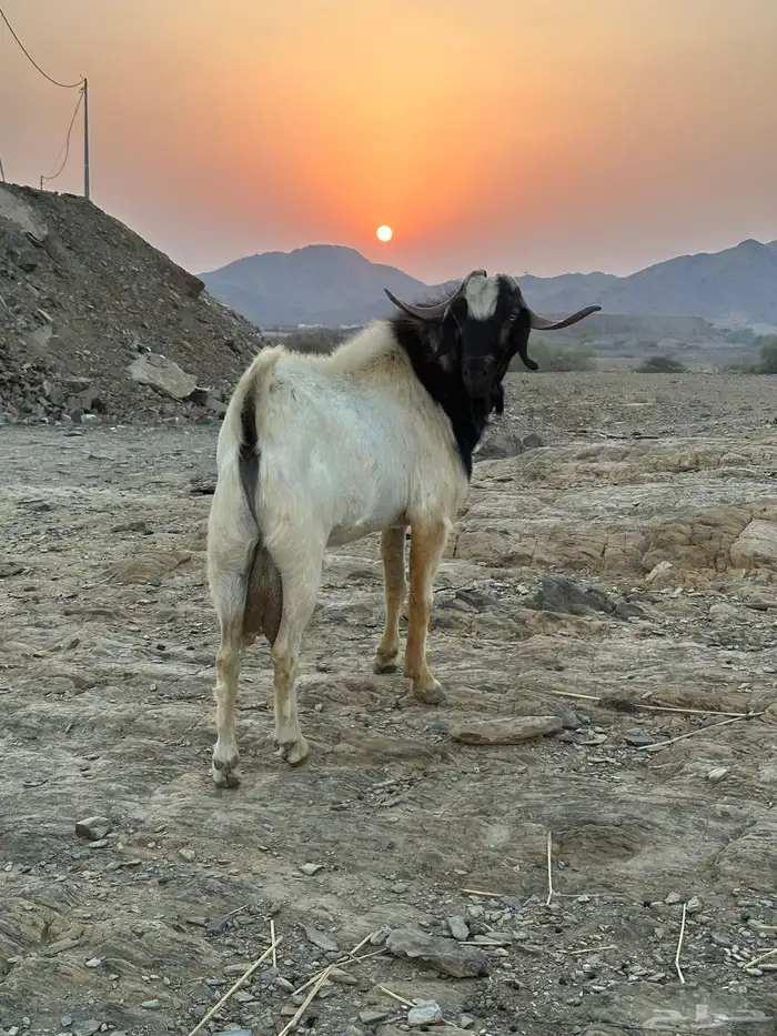 تيس فحل 1
