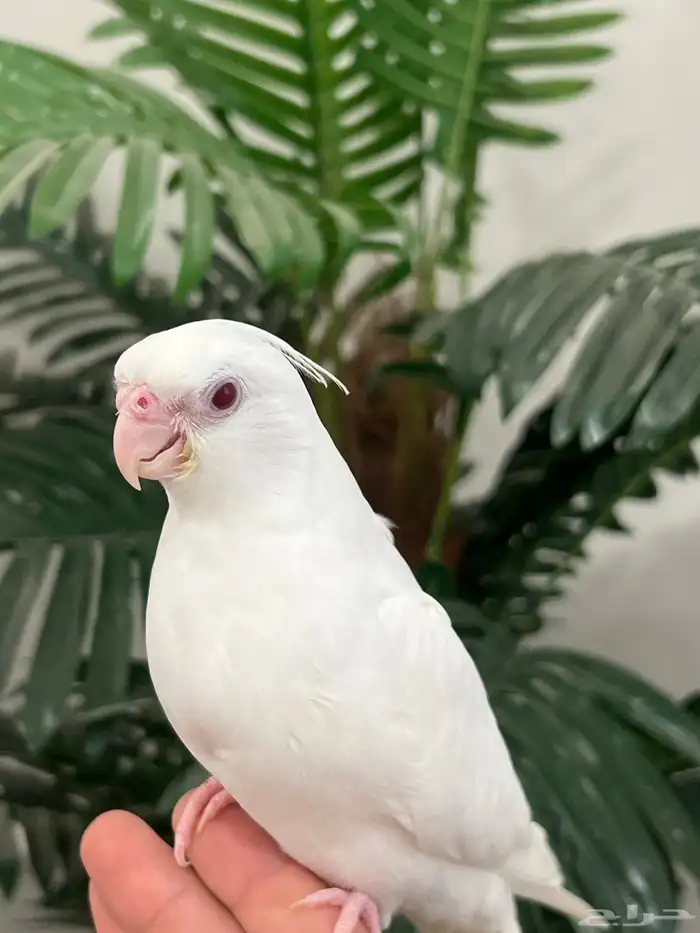 كروان اللبينو عيون حمرا الليف نهاية غر ( على للسوم ) 2