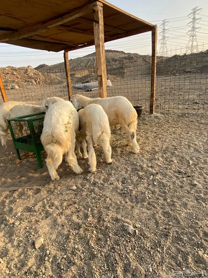 طليان ذبايح جدة 5