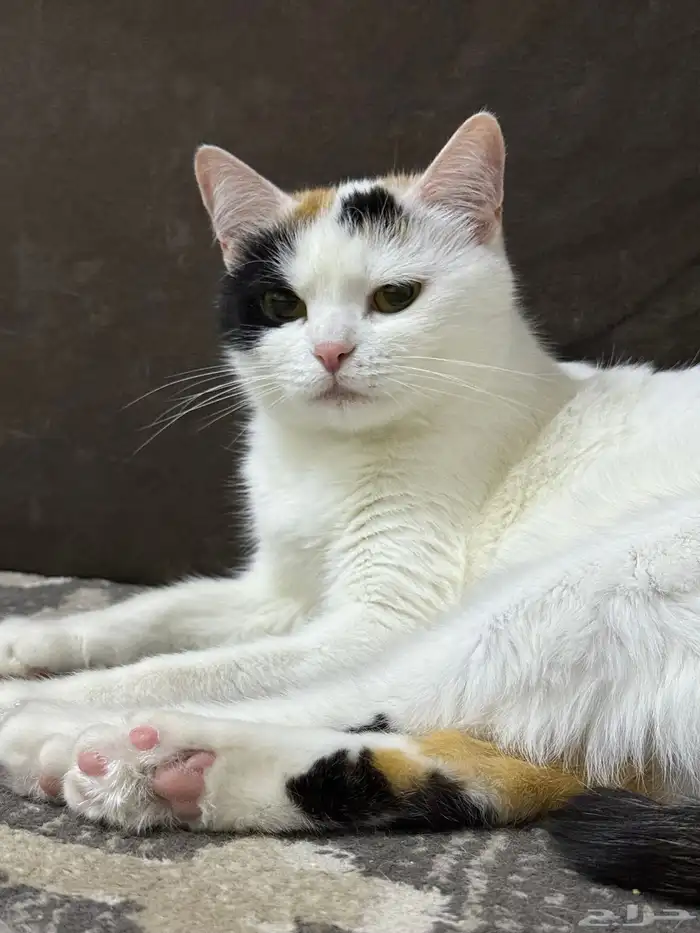 قطه انثى للتزاوج 0