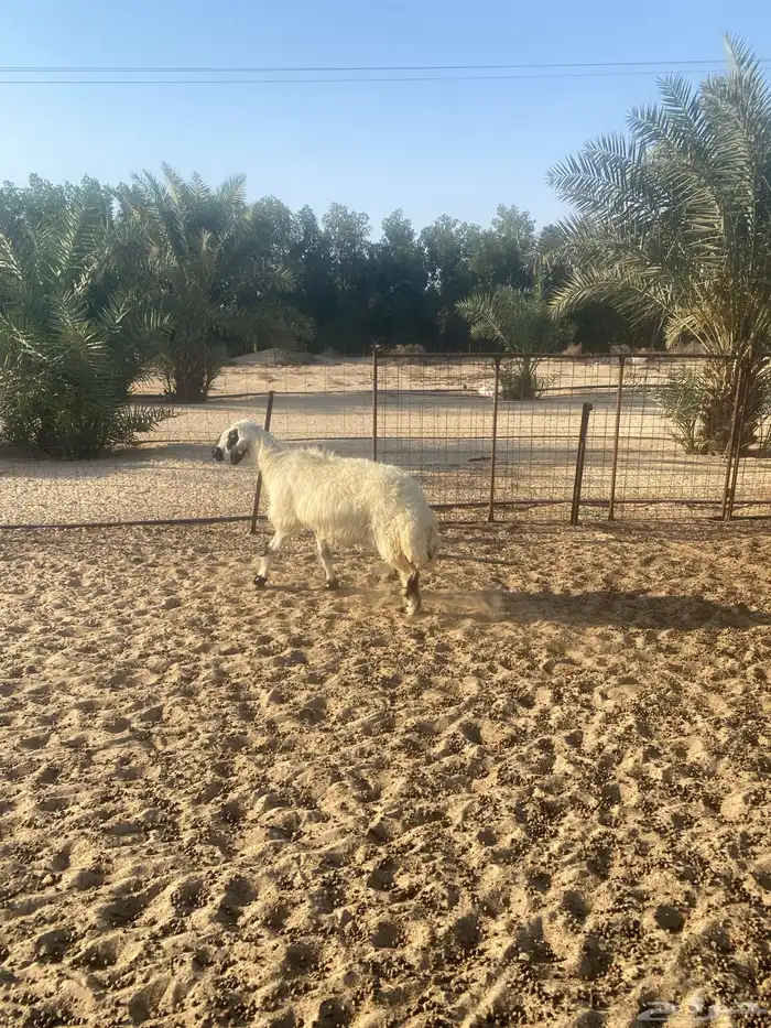 نعجه مكحله 3