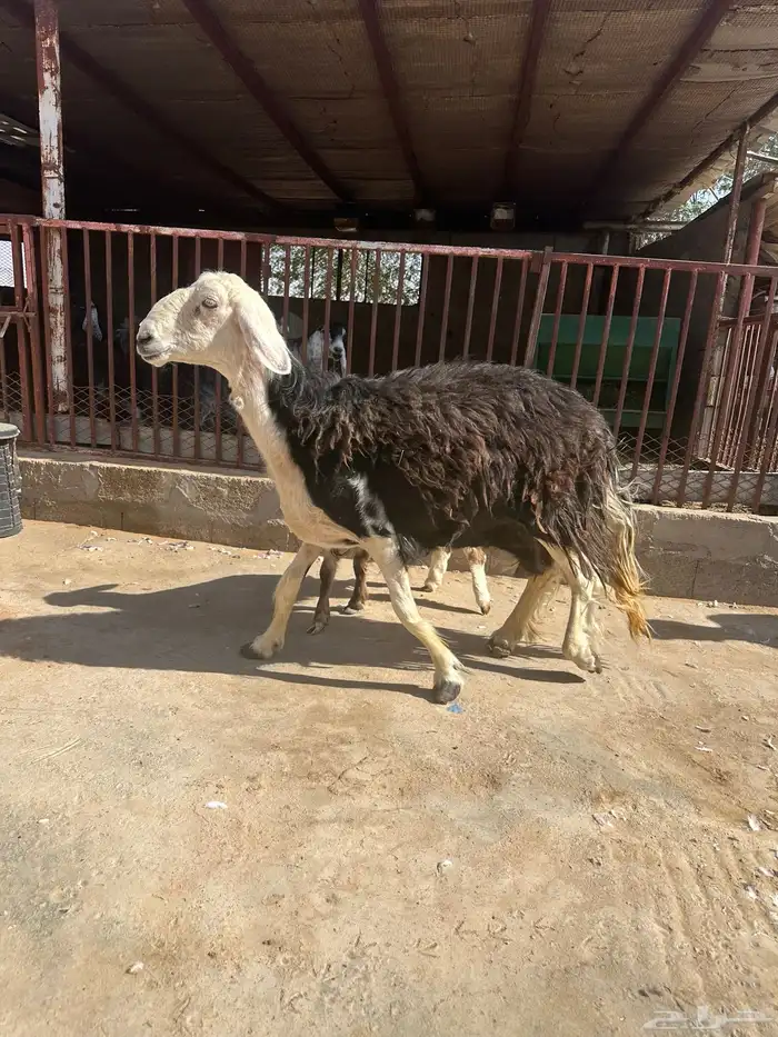 نجديه والد 0
