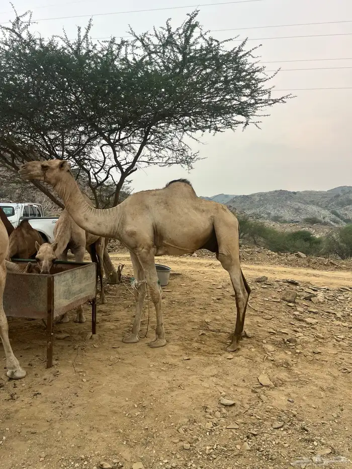 مربه 0