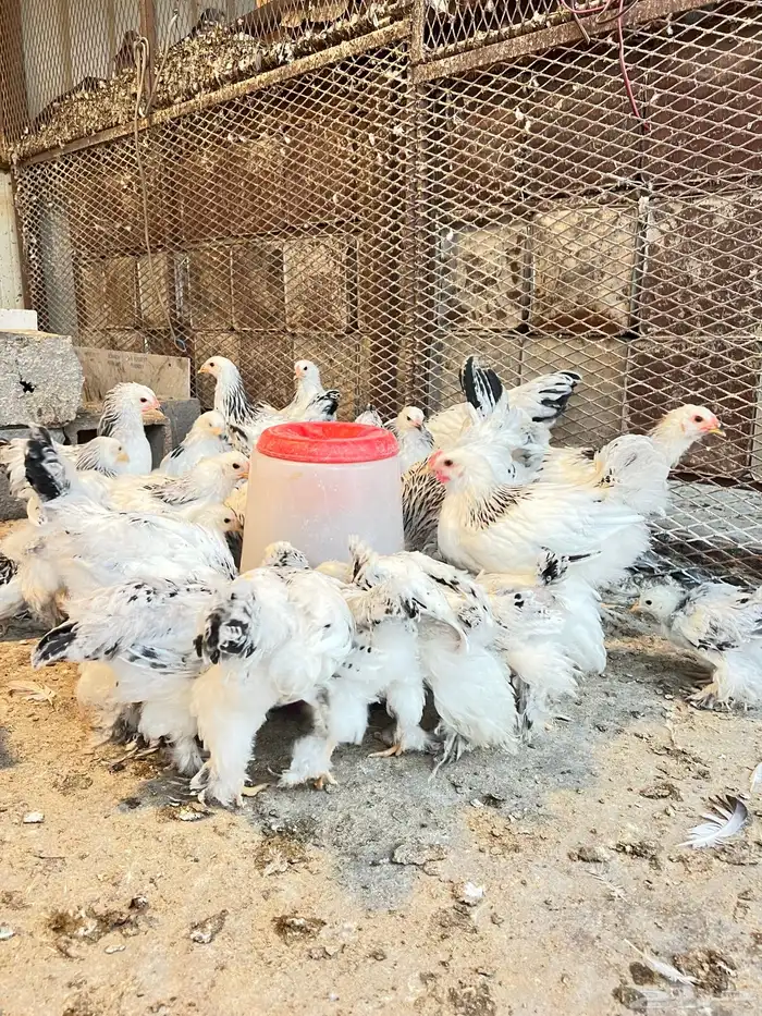 براهمه كولمبي 0