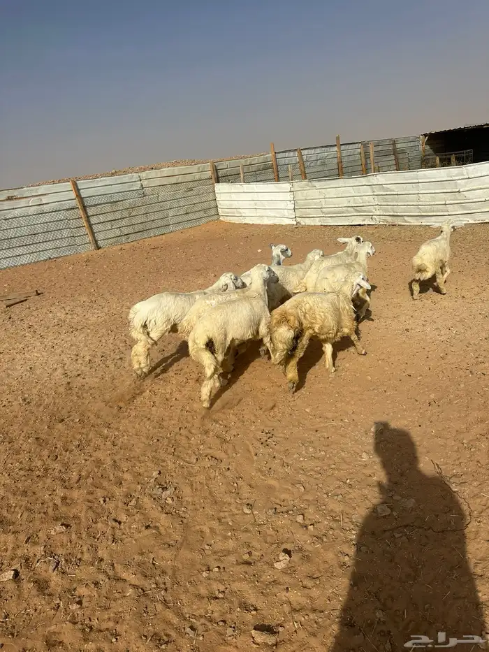 هرافى حري العدد 6(. 5خرفان  . 1رخل) 8