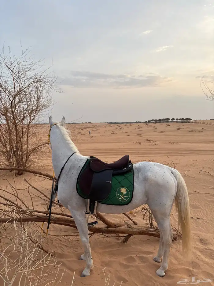 حصان واهو 6