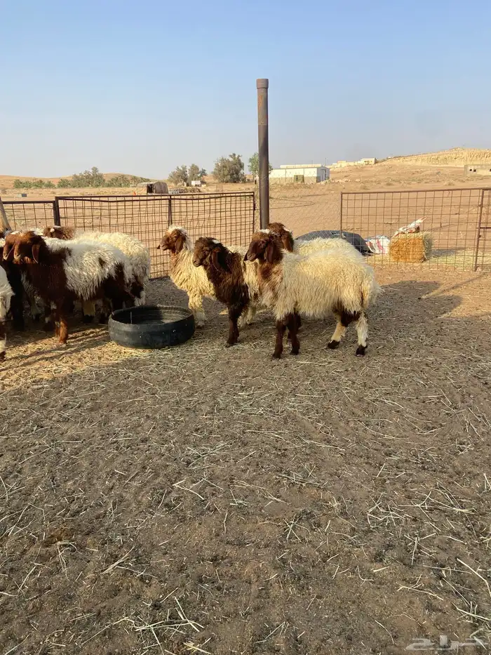طليان نعيم 8