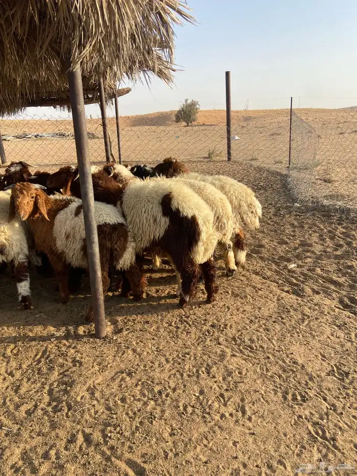 طليان نعيم 4