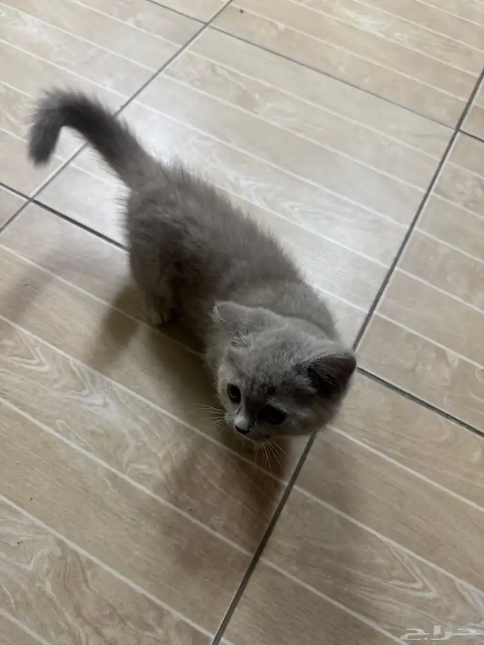cats for adoption 0